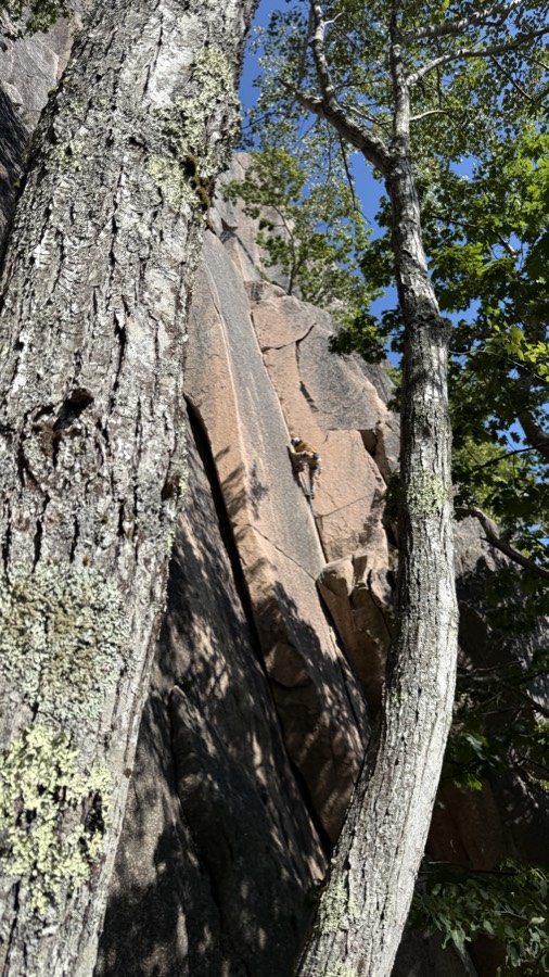 Looking up a granite wall through the trees.